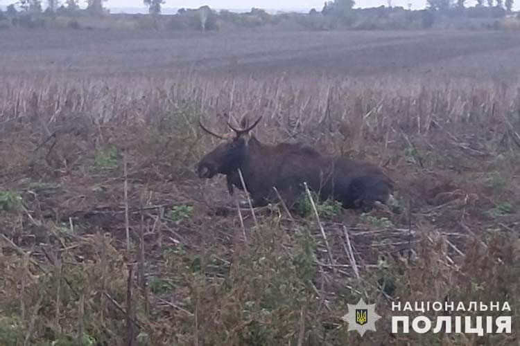 На Лановеччині під колеса автомобіля потрапив лось: на місці ДТП працюють експерти